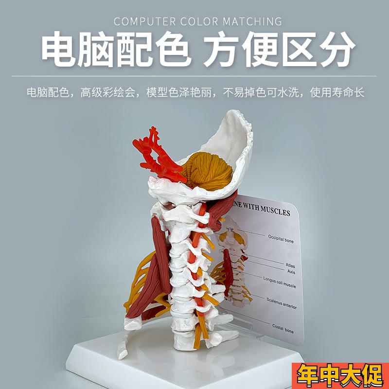 高级颈椎带肌肉椎动脉后枕骨椎间盘与神经模型颈椎带肌肉模型颈椎 - 图2