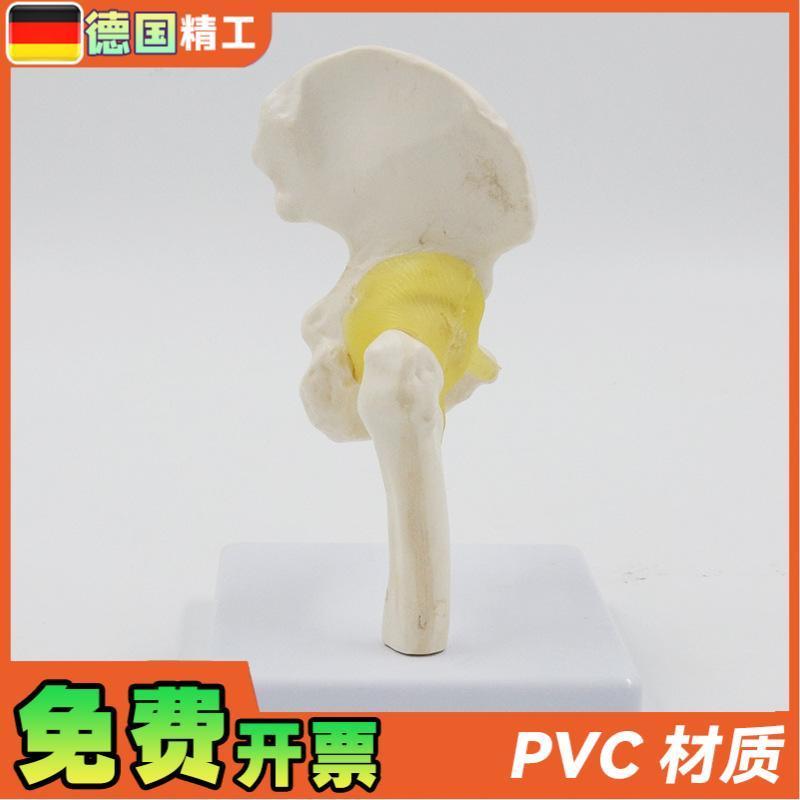德国】小型髋f关节模型康复教学教具韧带骨盆股骨医药促销礼品 - 图1