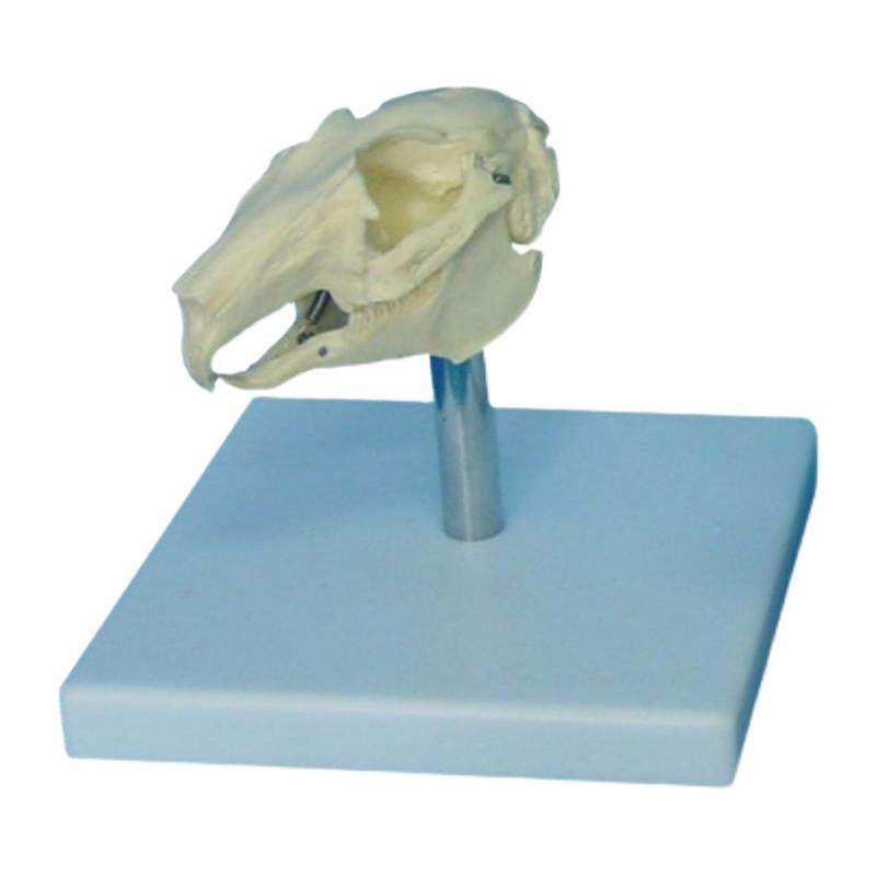 兔子骨骼模型仿真头骨标本u可活动猫牙齿犬牙齿兽医宠物医生用动,淘宝优惠券,粉丝福利购,淘宝优惠卷
