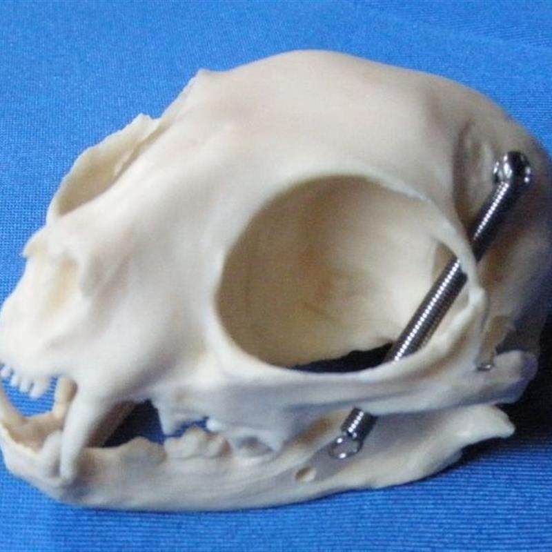 兔子骨骼模型仿真头骨标本u可活动猫牙齿犬牙齿兽医宠物医生用动,淘宝优惠券,粉丝福利购,淘宝优惠卷