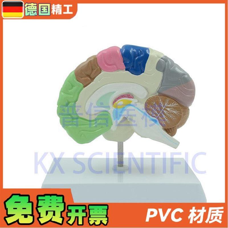 德国】KX-A6121普信v大脑模型人体彩色右半脑功能区医药礼品展 - 图0
