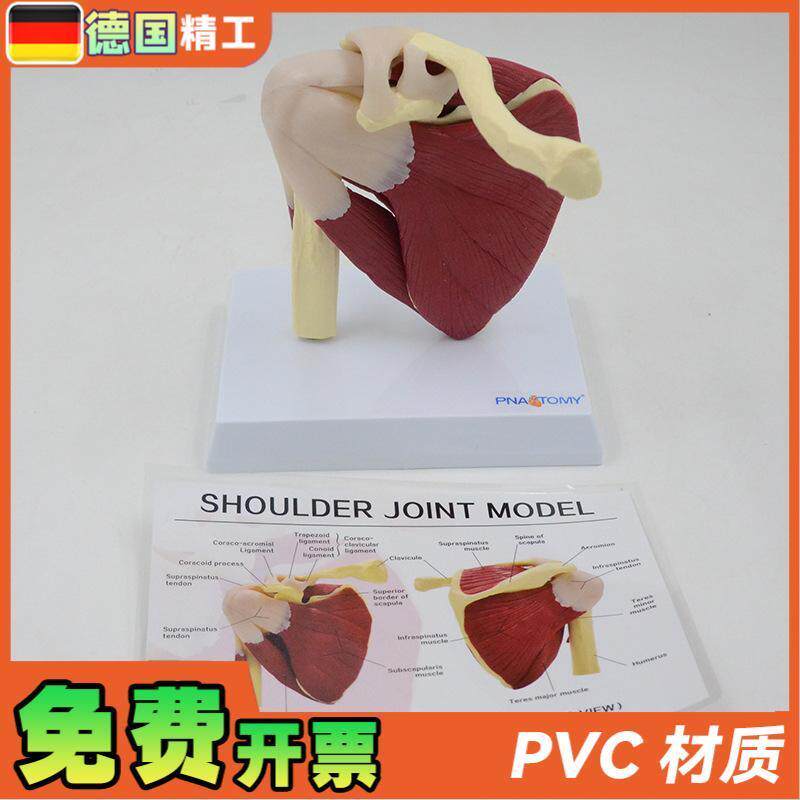 德国】肩关e节模型附韧带肌肉骨骼结构锁骨肱骨肩胛骨肩部结构造 - 图0