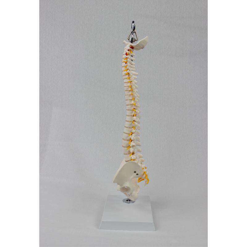 中型脊椎带骨盆(挂式)模型E人体骨骼模型医学教学模型 - 图0