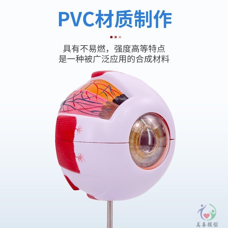 人体眼球仿真模型6倍放大眼睛结构造解剖眼模型教学X仪器珠具医学 - 图2