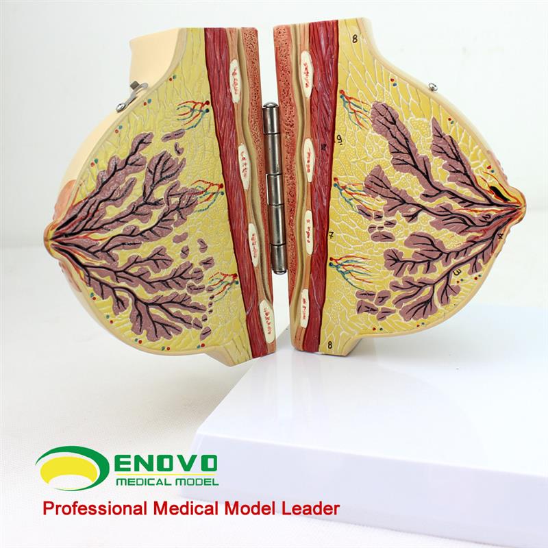 ENOVO颐诺医学女性静止期乳房模型乳腺解剖P青春期生理培训上海解 - 图1
