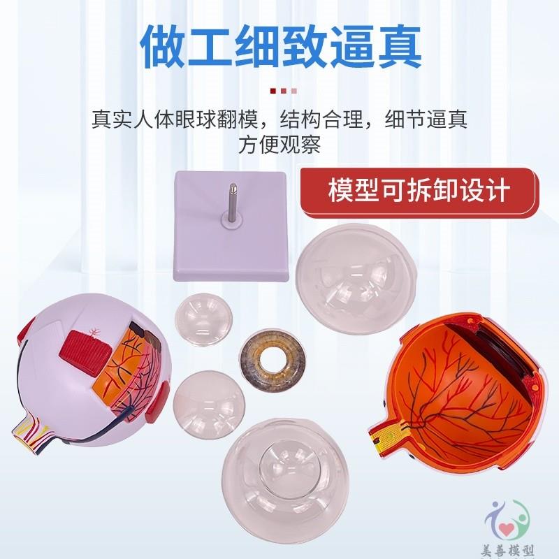 人体眼球仿真模型6倍放大眼睛结构造解剖眼模型教学X仪器珠具医学 - 图0