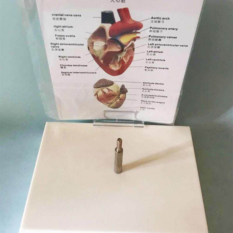 狗心脏解b剖模型动物内脏犬科模型宠物兽医教学教具厂家直销热卖,淘宝优惠券,粉丝福利购,淘宝优惠卷