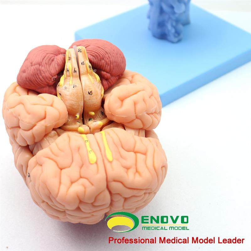 ENOVO医学人体大脑解剖模型脑干脑室间脑小脑模型V神经科系统模型,淘宝优惠券,粉丝福利购,淘宝优惠卷