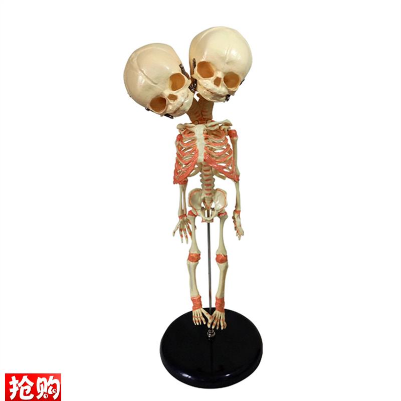 婴儿骷髅模型f28CM骨骼骨架人骨素描人体教学医用幼儿骨骼厂家直 - 图0