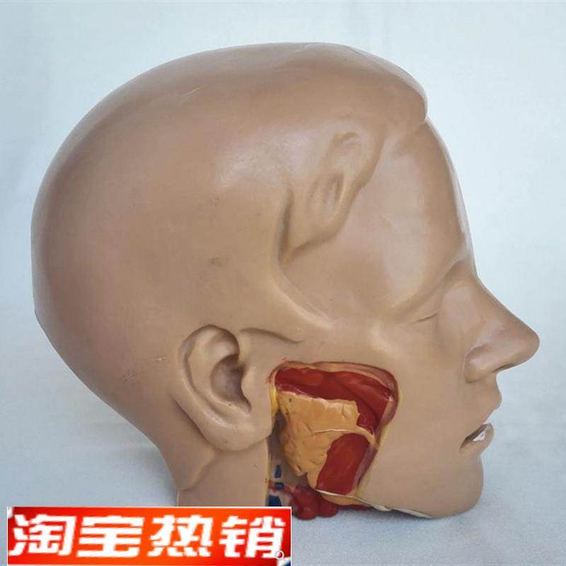 中型头颅解剖模型脑解剖模型医用教学U人体标本模型,淘宝优惠券,粉丝福利购,淘宝优惠卷