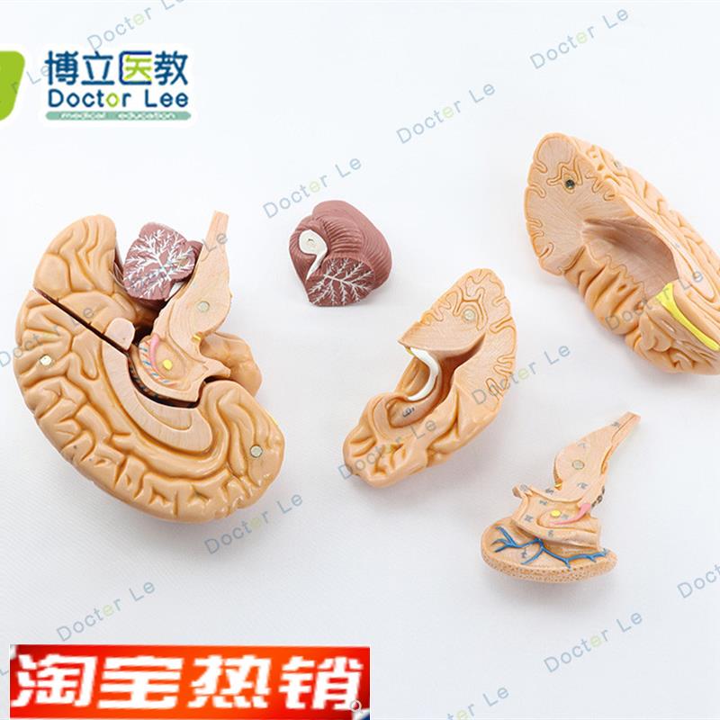 正品人体头颅骨大脑模型头骨模E型1:1颅脑颈椎神经科教学 - 图1