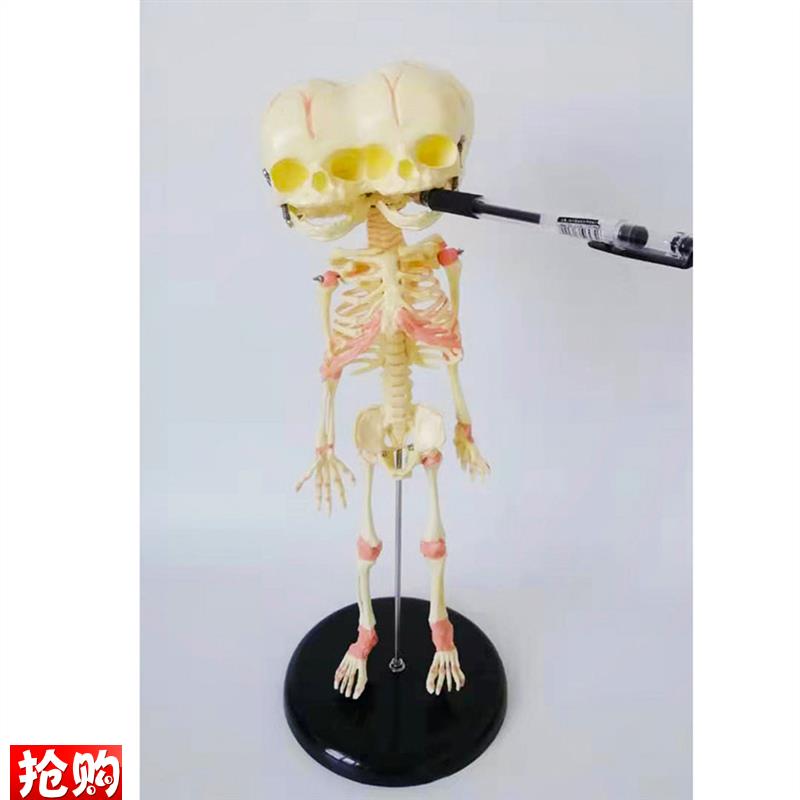 婴儿骷髅模型f28CM骨骼骨架人骨素描人体教学医用幼儿骨骼厂家直 - 图2