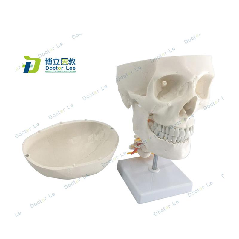 正品人体头颅骨大脑模型头骨模E型1:1颅脑颈椎神经科教学 - 图3