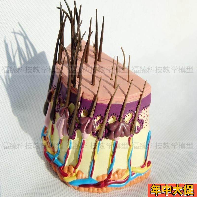 头发生长周期模型头o皮结构皮下组织脱发过程毛发毛囊毛根血管神 - 图0