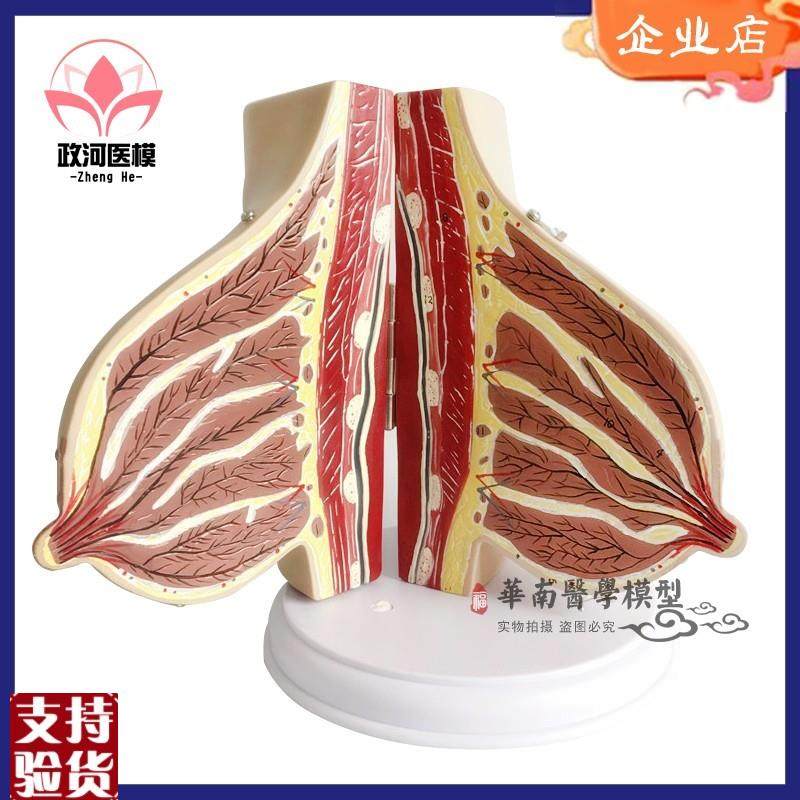 催乳师乳房结f构解剖模型环保PVC假乳房教学模型月嫂培训教具,淘宝优惠券,粉丝福利购,淘宝优惠卷
