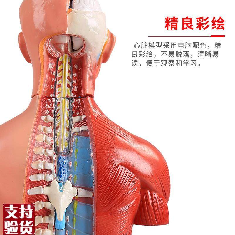 医博人体躯干解刨模型带内脏人体o解肌肉消化系统刨模型人体解刨,淘宝优惠券,粉丝福利购,淘宝优惠卷