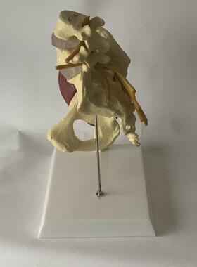 人体女性盆骨g开合瑜伽演示髋关节教具骨盆修复肌肉神经椎间盘突