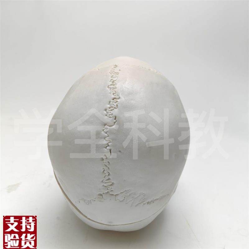 人体头骨仿真模型骷髅可拆卸头颅医学教学用具颅U骨美术医用摆件,淘宝优惠券,粉丝福利购,淘宝优惠卷