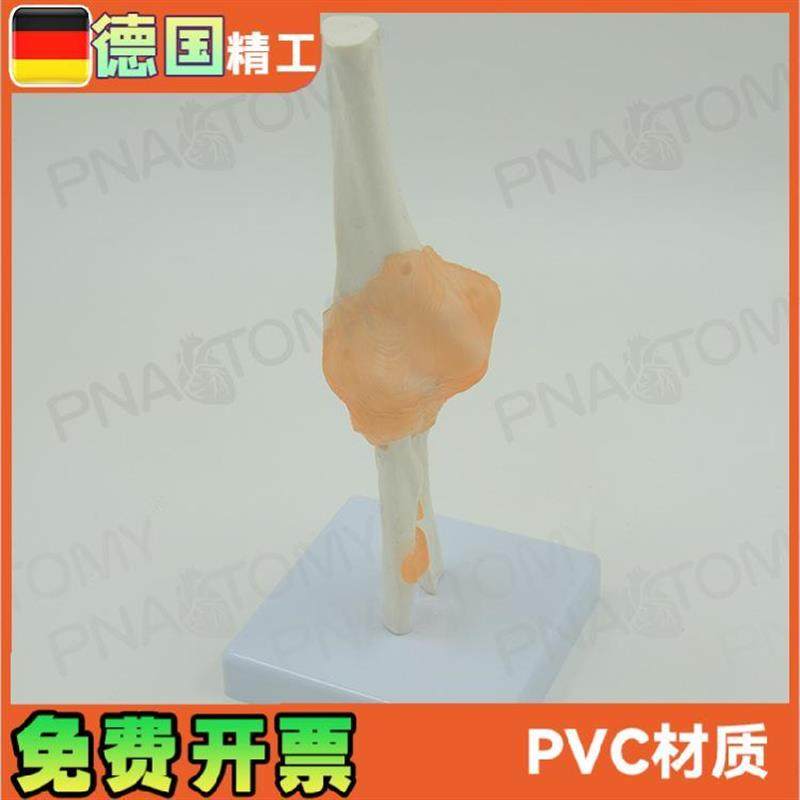 人体肘关节模j型人体骨骼模型骨关节模型运动系统 - 图2