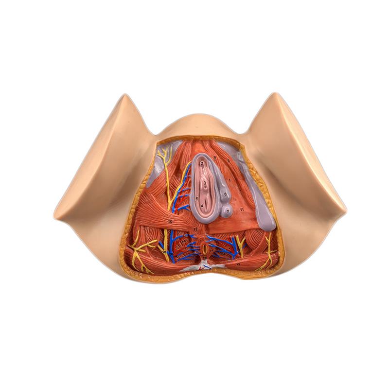 女性会阴模型会阴l解剖模型妇科解剖模型女性生殖器官解剖模型 - 图3