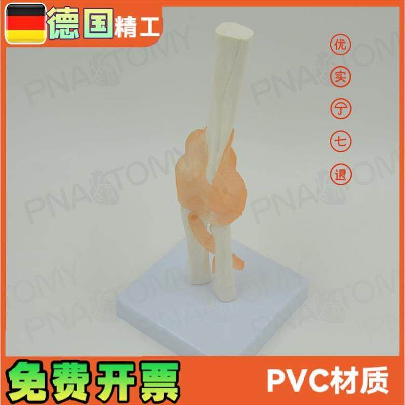 人体肘关节模j型人体骨骼模型骨关节模型运动系统 - 图1