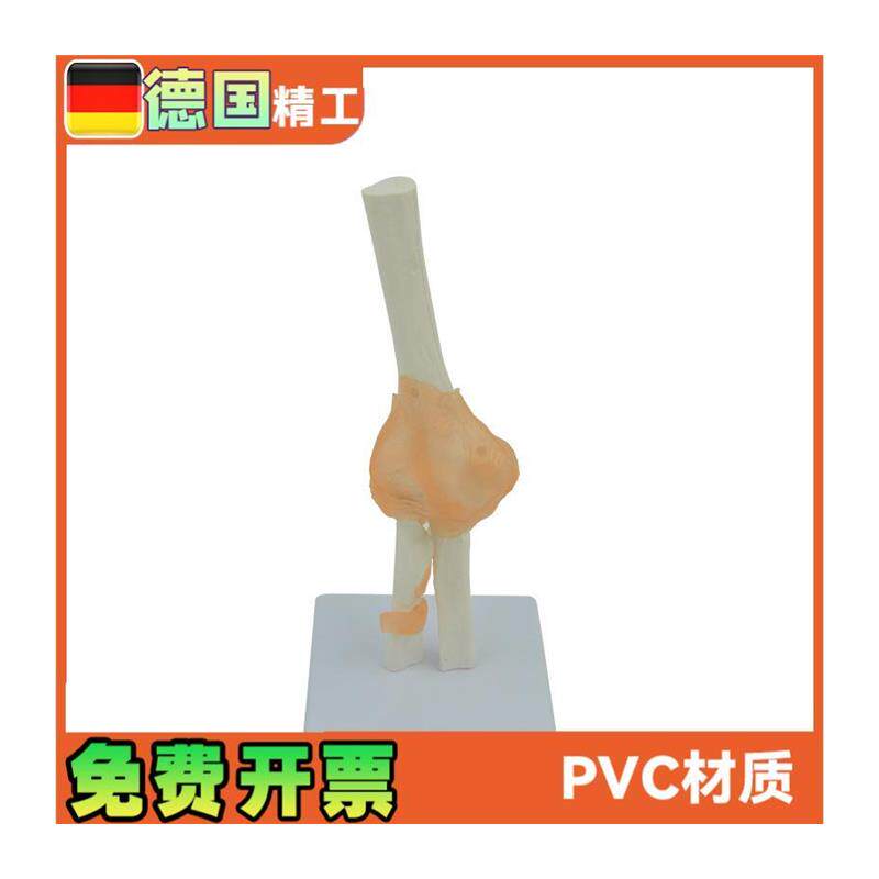 人体肘关节模j型人体骨骼模型骨关节模型运动系统 - 图3