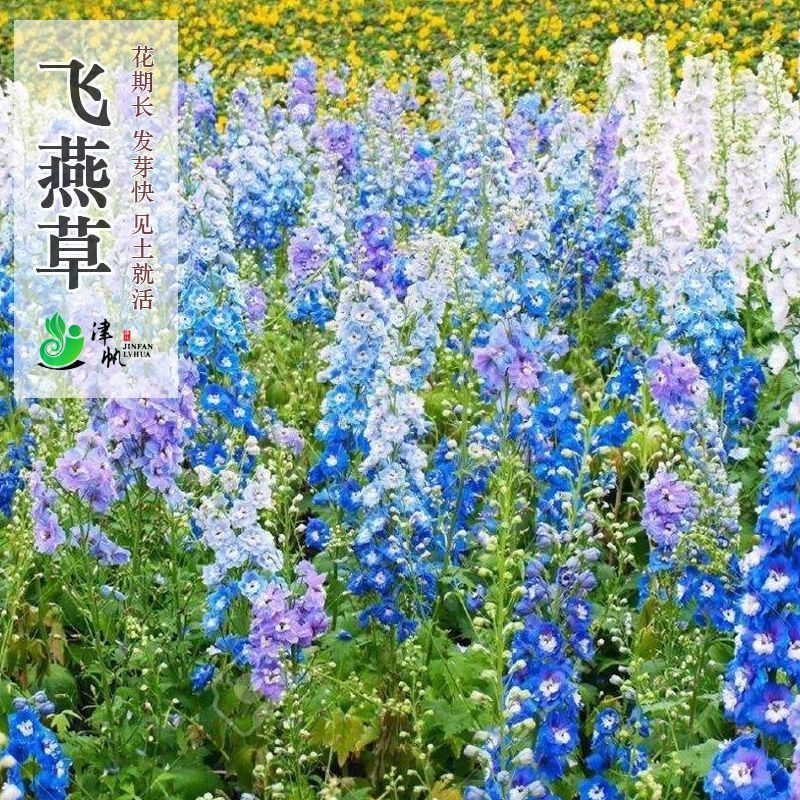 大花飞燕草种子翠雀鸽子花种籽可切花盆栽耐寒易活春秋播夏秋开花 - 图0