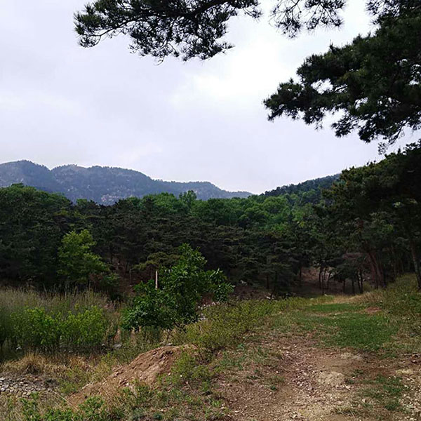 松针土腐叶腐殖土草莓苗营养土通用型花土多肉土种菜种花营养土彩 - 图0