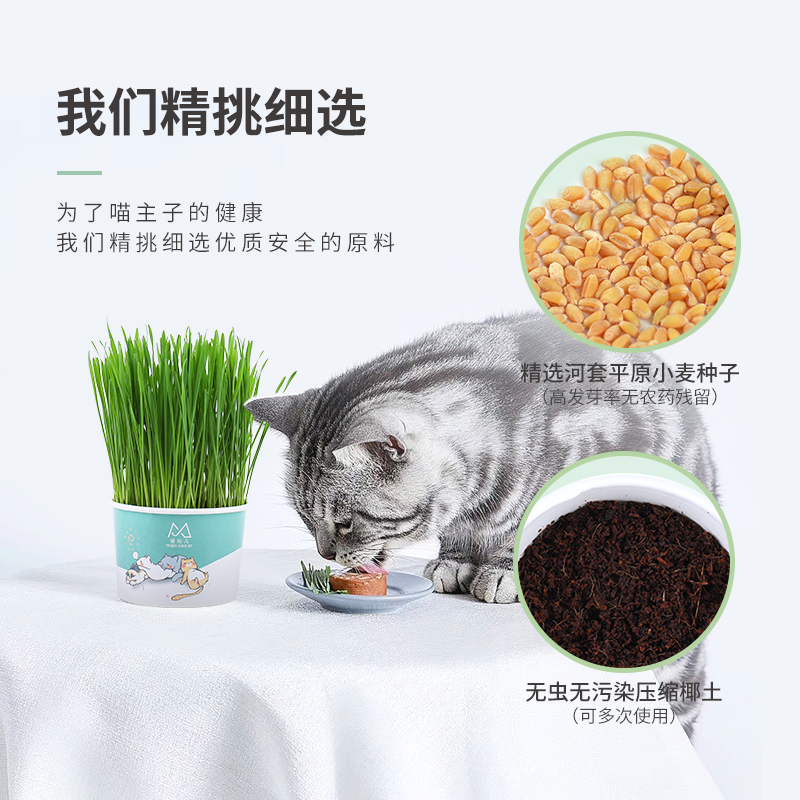 猫草种子水培种植套装猫薄荷草盆 热品库 性价比省钱购 猫草种子水培种植套装猫薄荷草盆 热品库 性价比省钱购