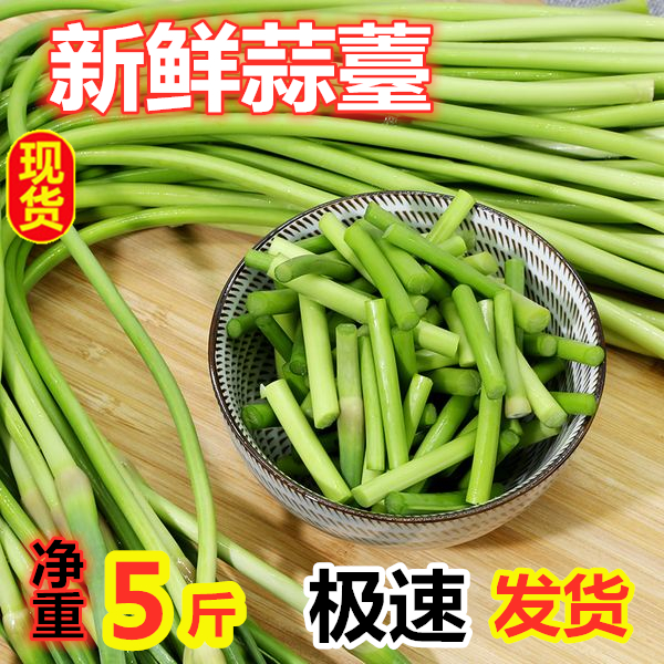 2024年河南新鲜蒜苔新鲜蔬菜蒜薹5斤装包邮清爽可口鲜嫩10斤 - 图0