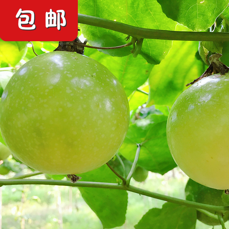 黄金新鲜采摘现摘现发带箱百香果图片_3
