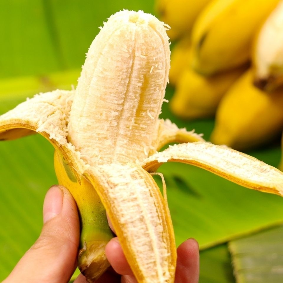 广西新鲜小米蕉带箱10斤香蕉芭蕉海南帝王蕉banana水果苹果粉蕉3-图2