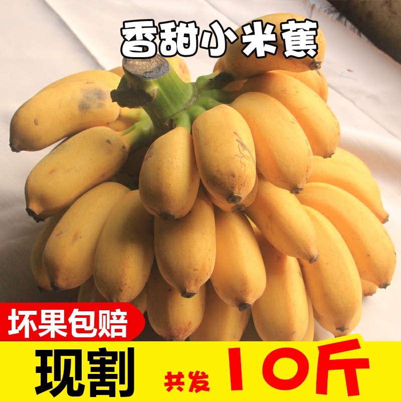 广西新鲜小米蕉带箱10斤香蕉芭蕉海南帝王蕉banana水果苹果粉蕉3-图0