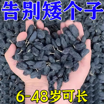 (Short special) Short post Growth Theyware Dwarf subnew technology to turn 4-20 cm Non-growth insole