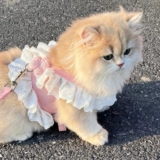 Повод для кошек с маленькими цветами может быть отрегулирован, чтобы собаки не отрывались от грудных ремней для домашней одежды, чтобы ходить по кошке