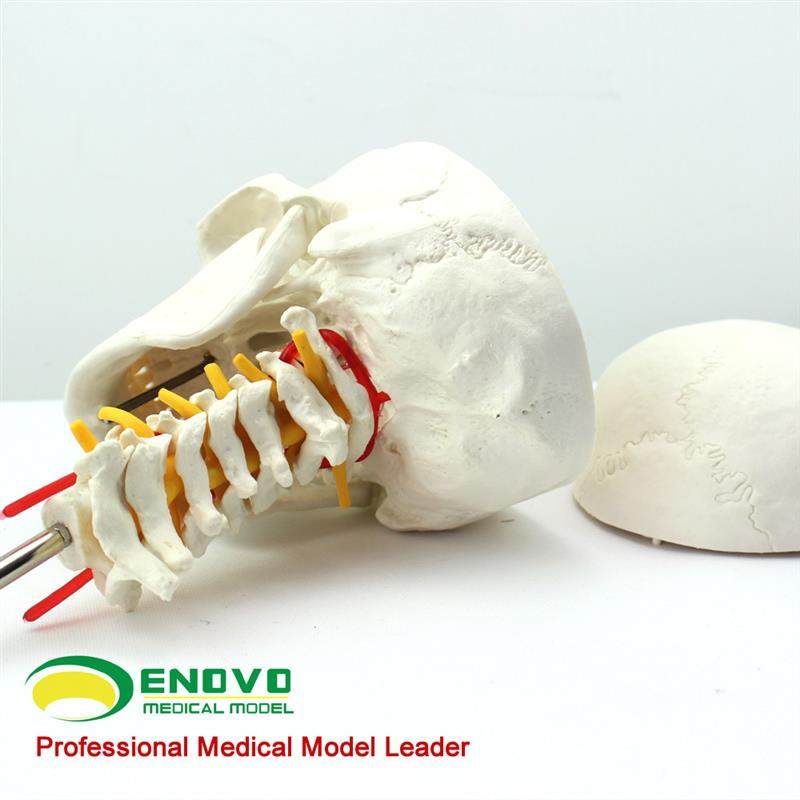 ENOVO颐诺人体头骨颅骨带颈椎模型头骨模型颈动脉颈椎模型枕骨,淘宝优惠券,粉丝福利购,淘宝优惠卷