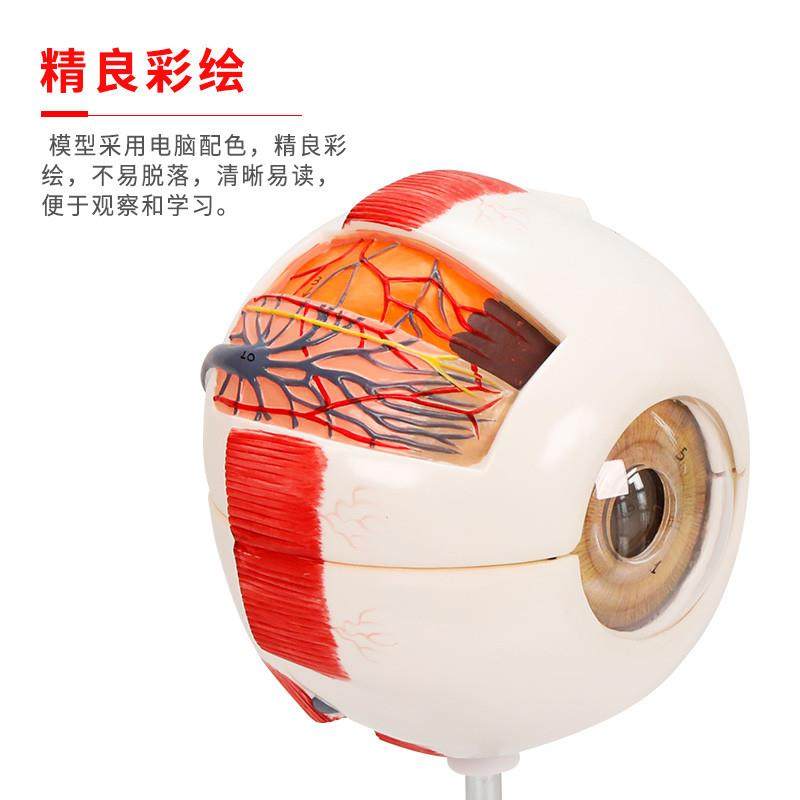 医博人体眼球模型眼睛眼球结构解刨模型放大6倍医用人体眼球模型,淘宝优惠券,粉丝福利购,淘宝优惠卷