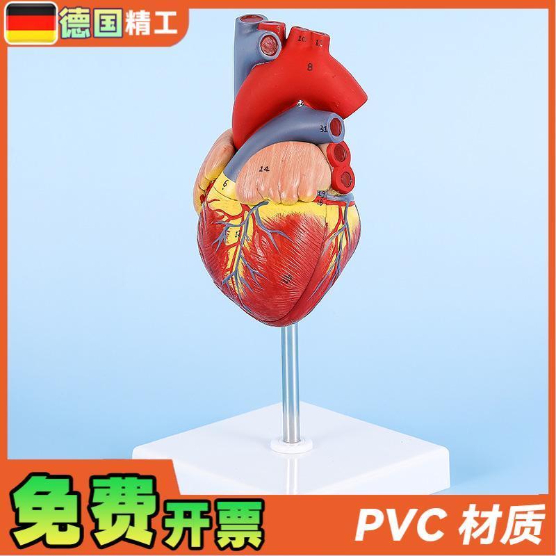 德国】1比1人体自然大心脏解剖模型B超彩超心内科器官教学数字标 - 图1