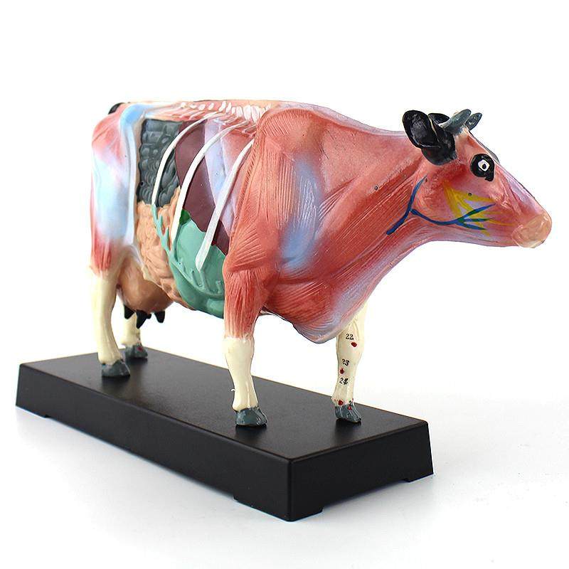 ENOVO颐诺牛针灸穴位模型物解剖模型宠物模型生物畜牧教学针灸,淘宝优惠券,粉丝福利购,淘宝优惠卷