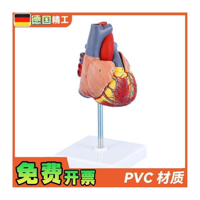 德国】1比1人体自然大心脏解剖模型B超彩超心内科器官教学数字标 - 图3
