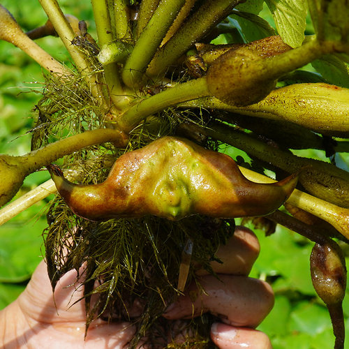 洪湖菱角新鲜生棱角粉糯老菱角农家湖北特产黑凌角蔬菜4斤包邮 - 图2