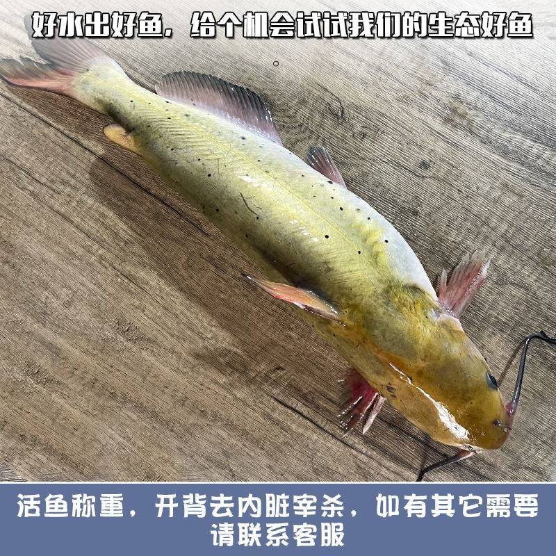 顺丰微山湖鲜活现杀清江鱼新鲜叉尾鮰鱼江团酸菜鱼烤鱼鲶鱼长吻鮠_虎窝淘