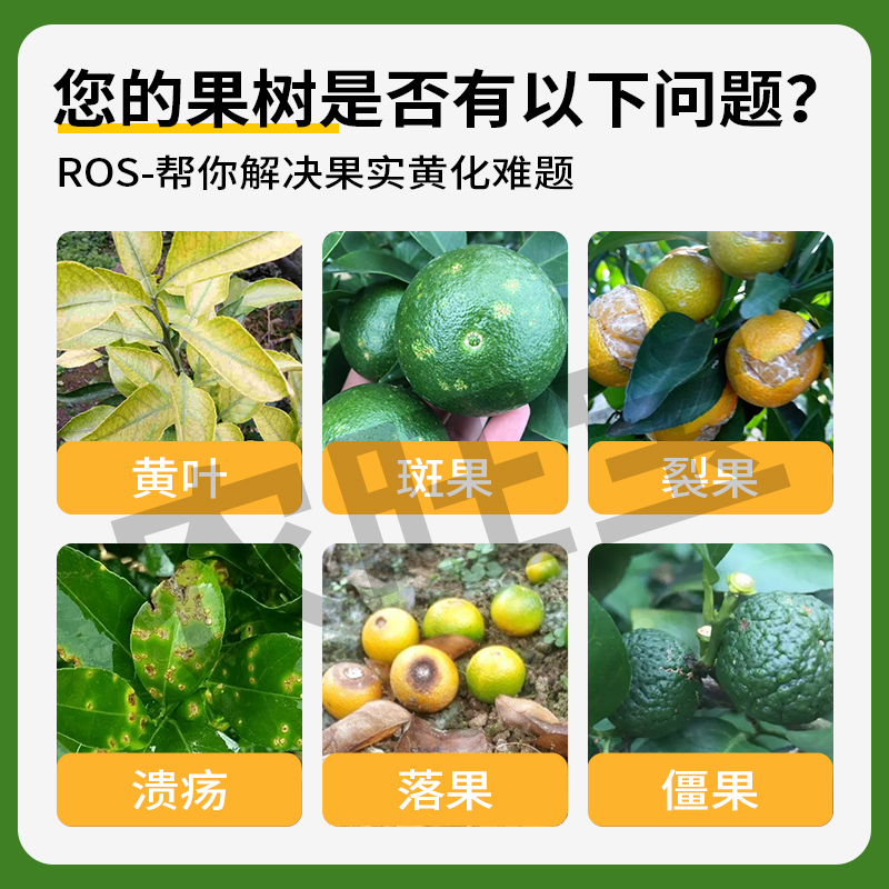 黄龙病专用药ROS柑橘脐橙柚子黄化病裂果掉果青头红鼻子果打吊瓶 - 图1