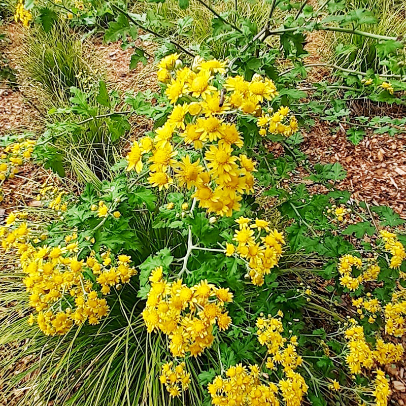 野菊花种子四季香草蜜源菊花种孑黄菊食用泡茶药食35 - 图3