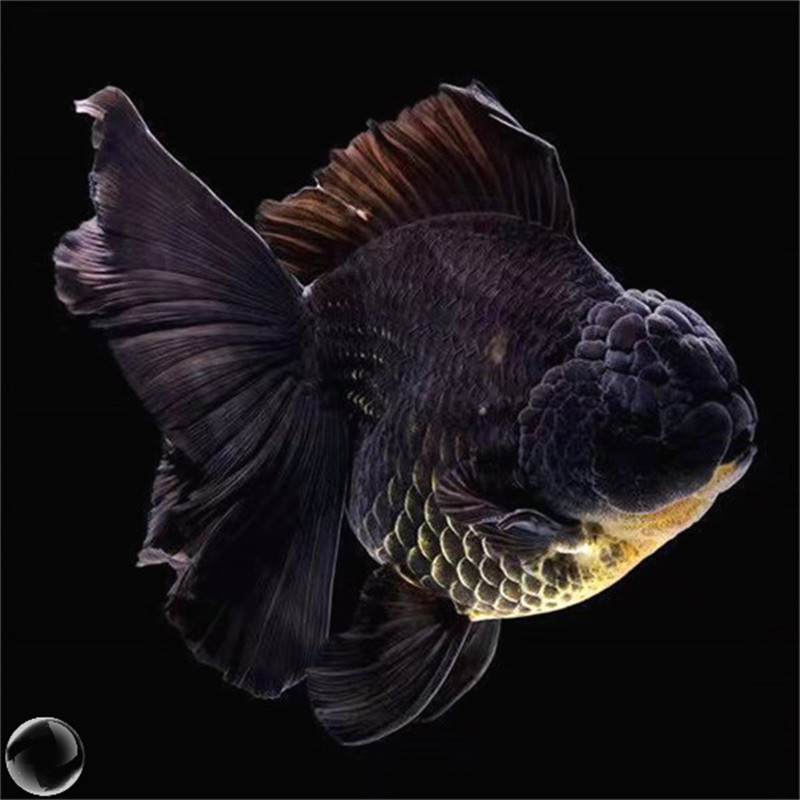 精品百褶黑泰狮红泰狮金鱼活体冷水观赏鱼好养活招财鱼蝶尾小鱼苗