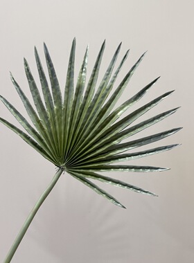 PU葵扇叶大葵叶仿真绿植橱窗手感蒲扇叶葵叶植物大叶棕摄影道具