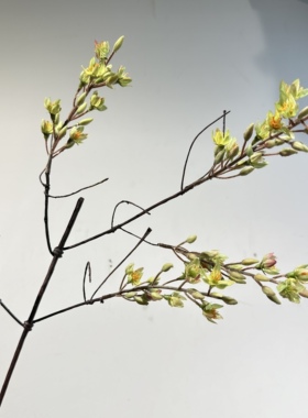 仿真枯树枝芽腊梅花荆棘枝野山藤插花造景摆件迎春干枝树杈家居
