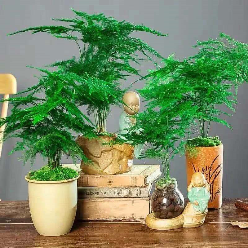 文竹苗盆栽办公室桌面绿植花卉盆景四季常青水培植物室内包邮 - 图3