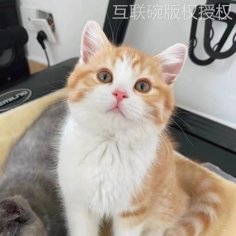 橘猫狸猫狸花猫活体中华田园猫纯黑猫白猫奶牛猫小三花白狸捕鼠猫 - 图2