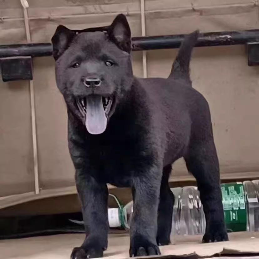 五黑犬广西土猎犬小狗幼犬田园犬小狗狗五黑赶山犬狩猎犬纯黑土猎 - 图0